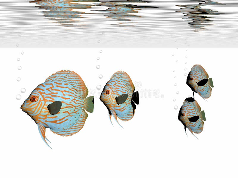 Discus Fish stock illustration