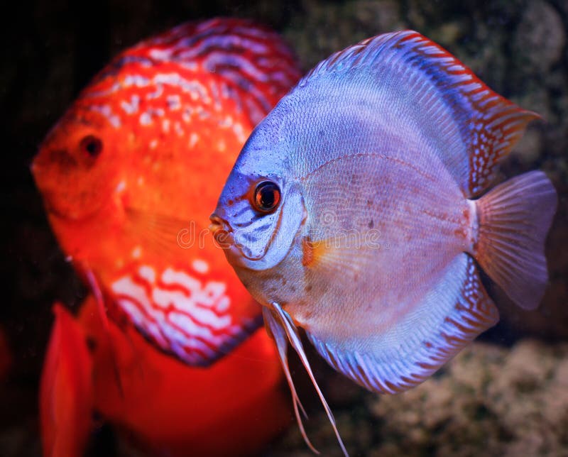 Colorful discus fish stock image. Image of group, swimming 31404897