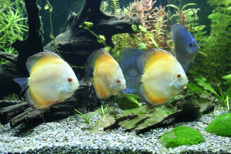 Discus Fish stock photos