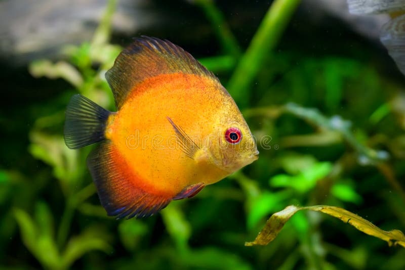 Discus fish stock images