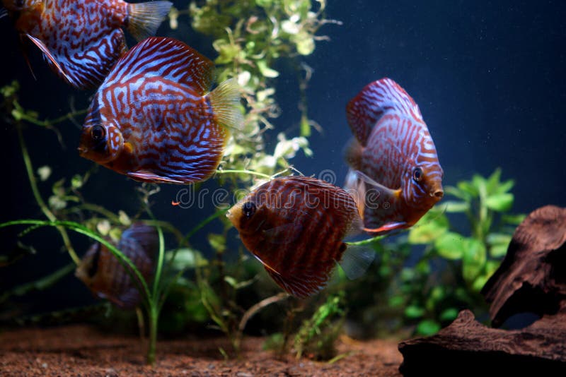 Discus fish