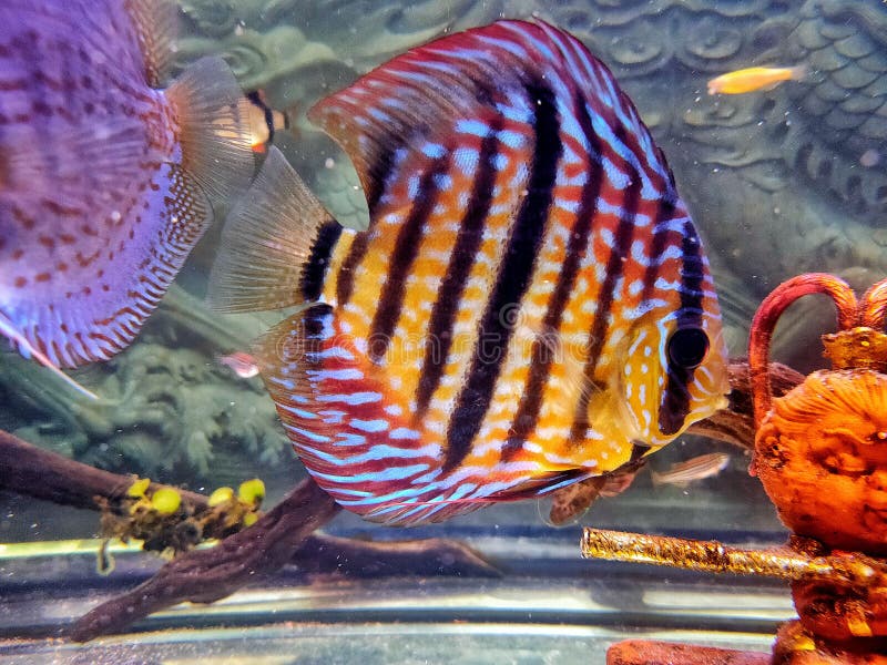 The Discus Fish, Animal, Pets, Amazon, Eye Stock Photo Image of fish