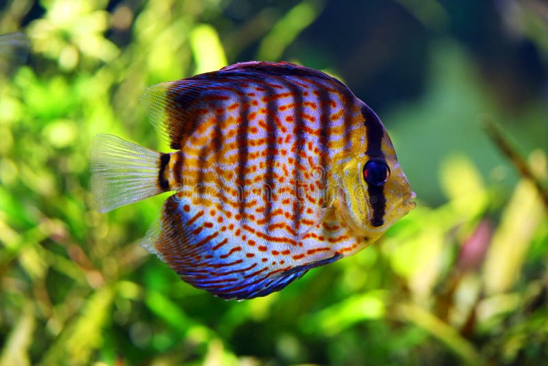 Discus Fish in the Aquarium Stock Image Image of hobbies, spotted