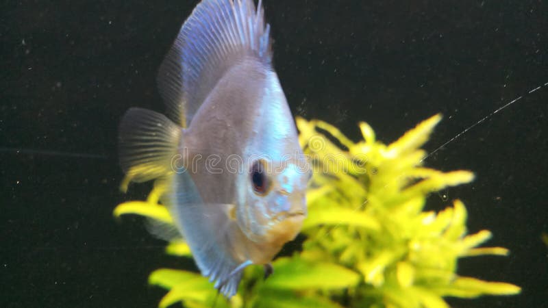discus fish petco