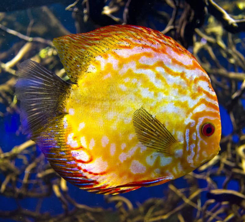 Discus For Aquarium Saltwater Fish Stock Photo Image of marine, plant