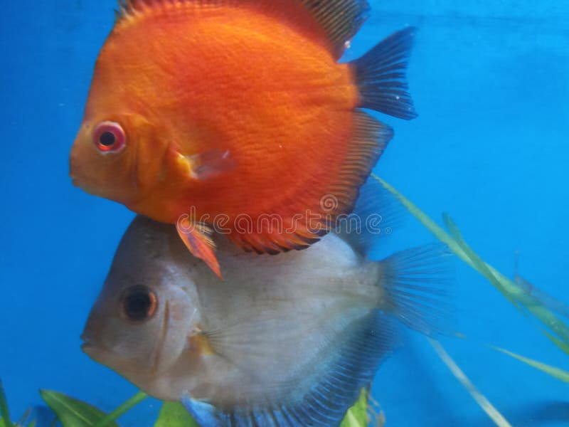 Discus Fish in Aquarium in India Stock Image Image of underwater