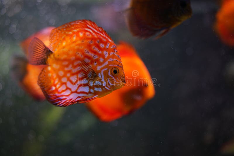 Discus fish in aquarium stock image. Image of fish, striped 91114121
