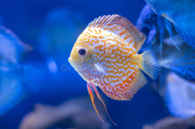 435 Blue Turquoise Discus Fish Stock Photos - Free & Royalty-Free