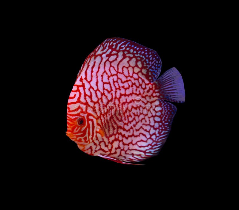 Discus Fish on Black Background Stock Photo Image of nature, deep