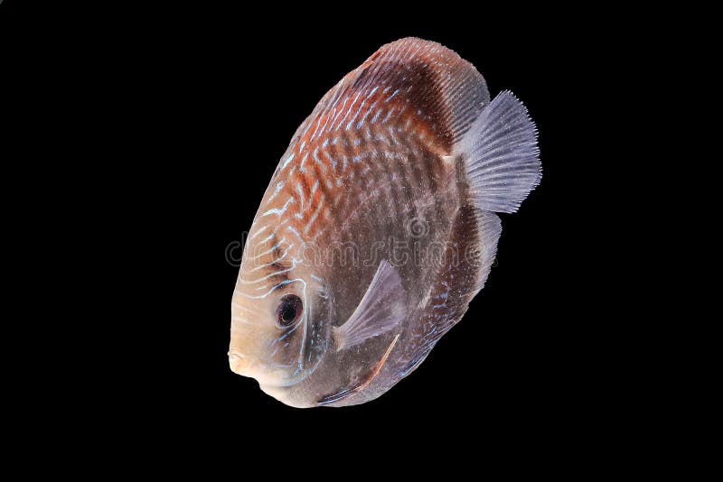 574 Discus Fish Black Background Stock Photos Free & RoyaltyFree