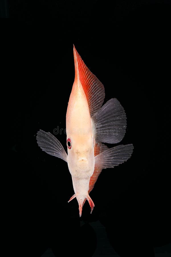 574 Discus Fish Black Background Stock Photos Free & RoyaltyFree