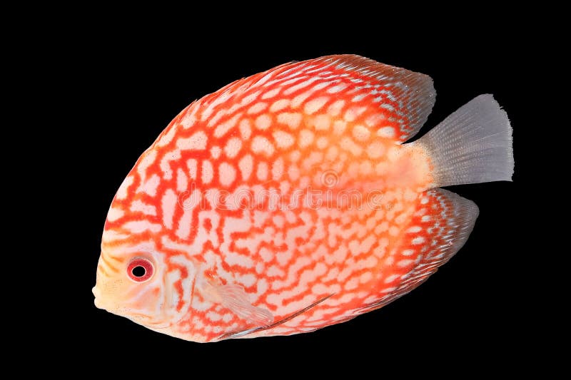 574 Discus Fish Black Background Stock Photos Free & RoyaltyFree