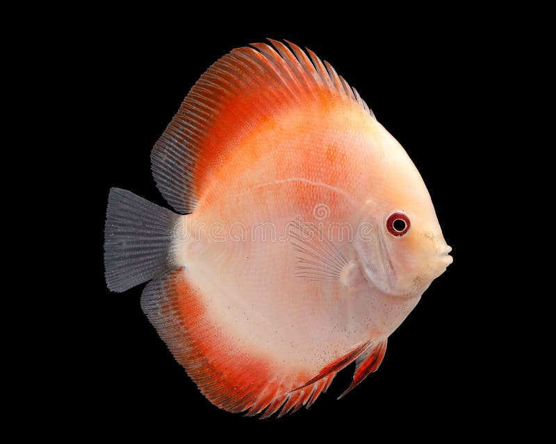 574 Discus Fish Black Background Stock Photos Free & RoyaltyFree