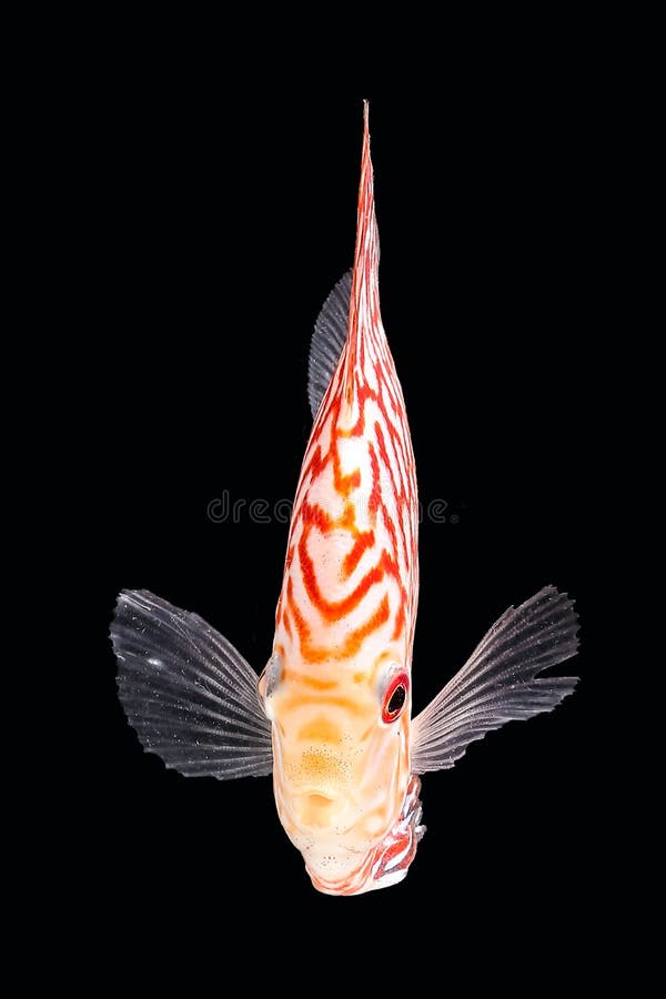 574 Discus Fish Black Background Stock Photos Free & RoyaltyFree