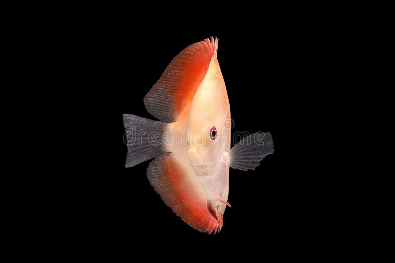 574 Discus Fish Black Background Stock Photos Free & RoyaltyFree