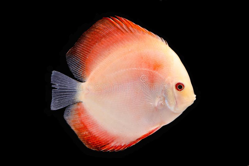 574 Discus Fish Black Background Stock Photos Free & RoyaltyFree