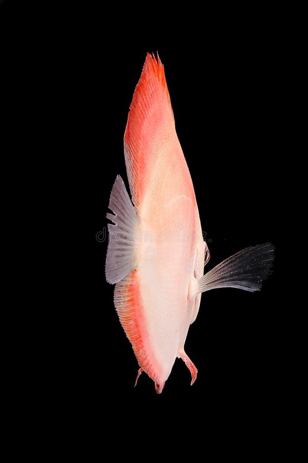 574 Discus Fish Black Background Stock Photos Free & RoyaltyFree