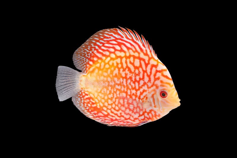 574 Discus Fish Black Background Stock Photos Free & RoyaltyFree