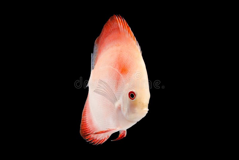 574 Discus Fish Black Background Stock Photos Free & RoyaltyFree