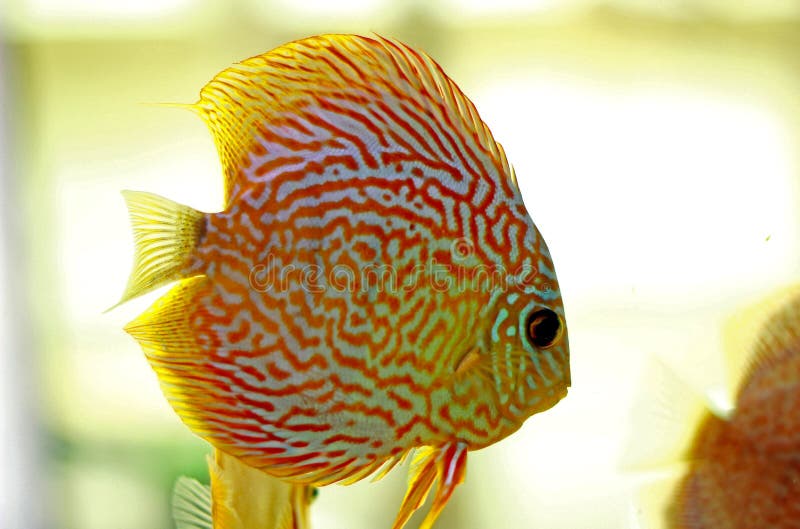 discus freshwater fish discus freshwater fish
