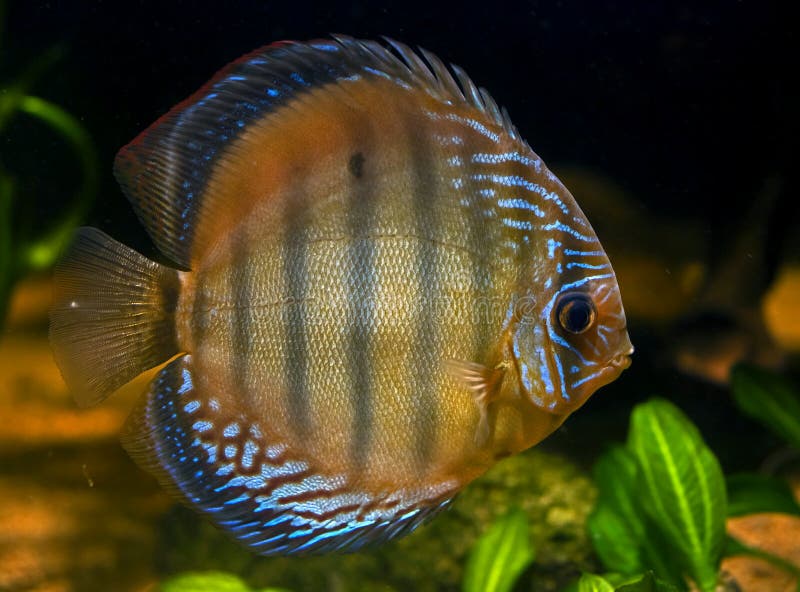 Red Discus Fish stock photo. Image of freshwater, colorful 36523130