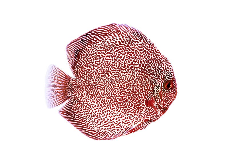 Discus fish red snake skin illustration stock image