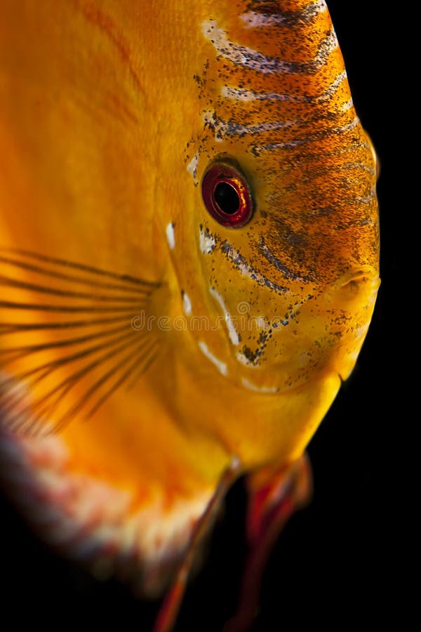 Discus Fish Symphysodon Aequifasciatus Picture. Image 13742577