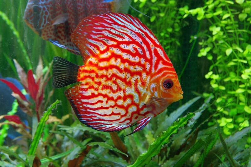 522 Discus Fish Black White Stock Photos Free & RoyaltyFree Stock