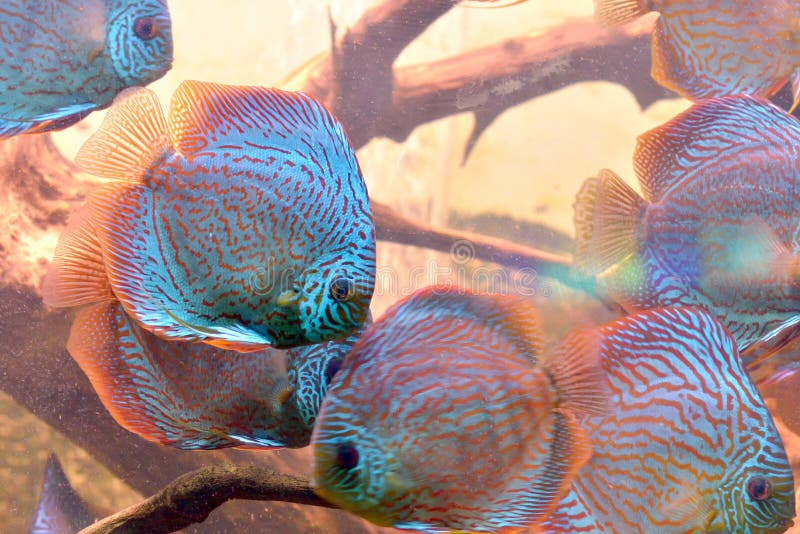 Discus fish (Symphysodon) stock photo. Image of gills 41039728