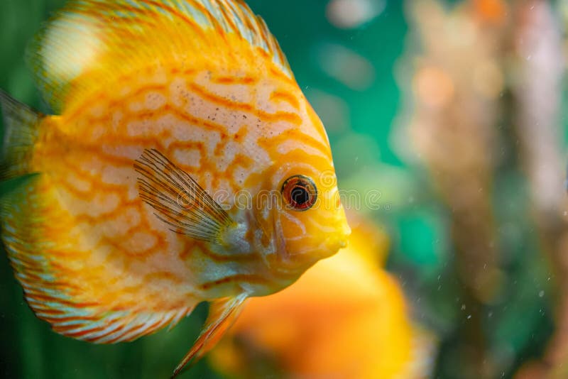 Discus Fish Under the Water Stock Image Image of nature, life 238411869