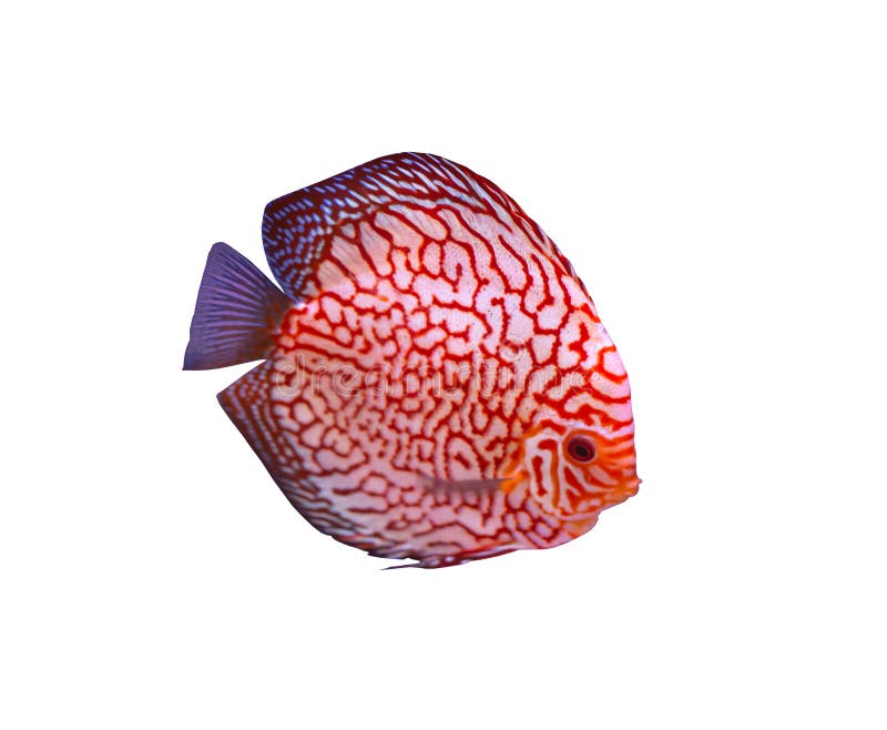Discus Fish On White Background Stock Photo - Image of board, decorate