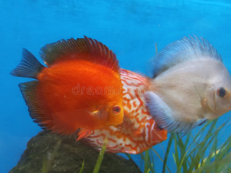 3 Discus Fishes in Aquarium in India Stock Image Image of aquatic