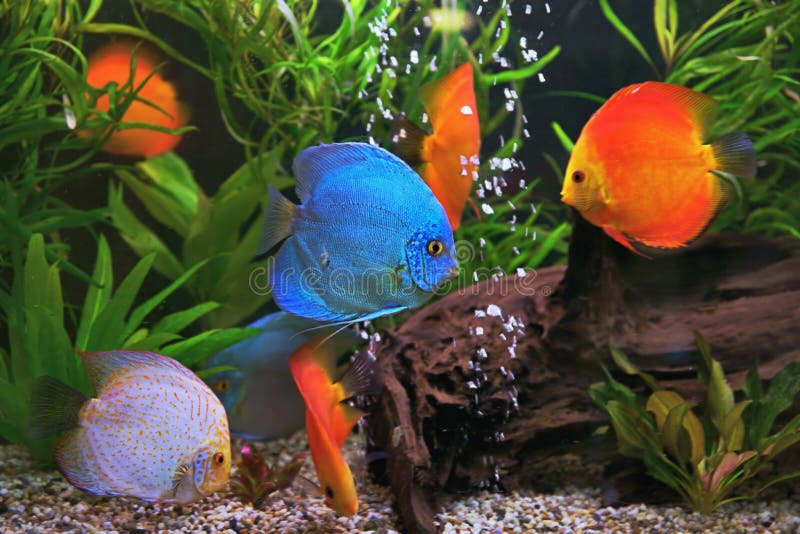 Discus Symphysodon, Multicolored Cichlids in the Aquarium, the