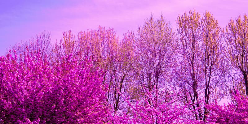Diseño De Fondo De Pantalla De Estética De Moda. árbol De Flores De Cerezo.  Vibraciones De Primavera Púrpura Foto de archivo - Imagen de primer,  wallpaper: 188293154