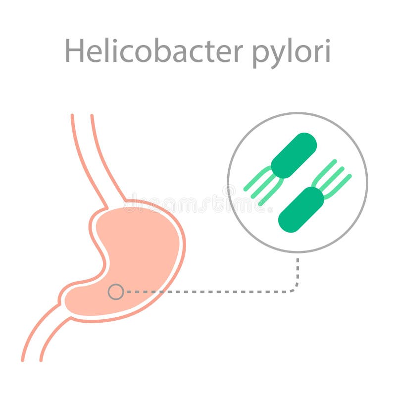 Хеликобактер по омс. Хеликобактер пилори рисунок. Бактерии хеликобактер пилори иллюстративные.