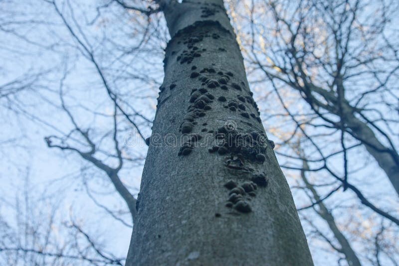 Choroba buka v lese, Slovensko