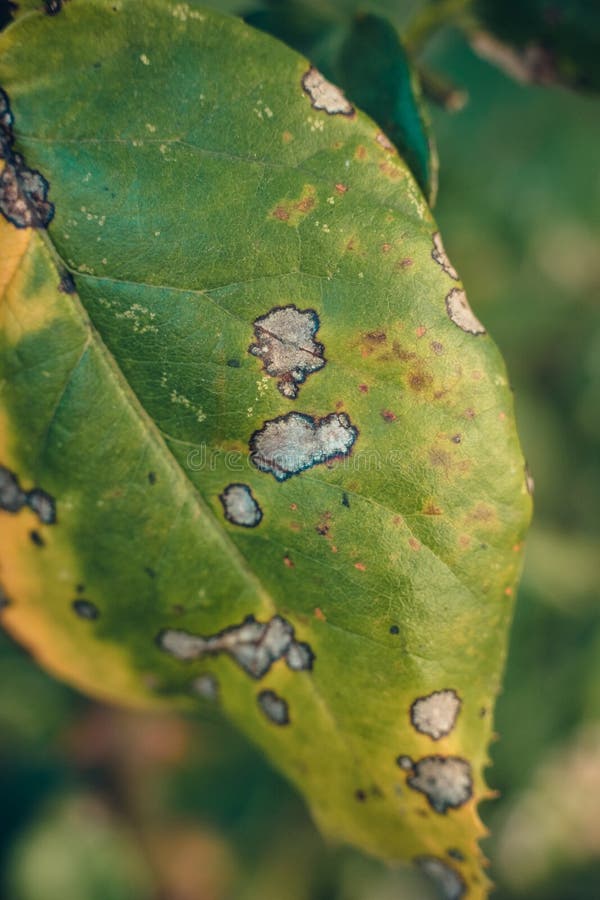 Disease Damaged Leaf of Rose with White Spots Bordered with Dark Color