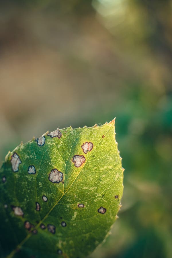 Disease Damaged Leaf of Rose with White Spots Bordered with Dark Color