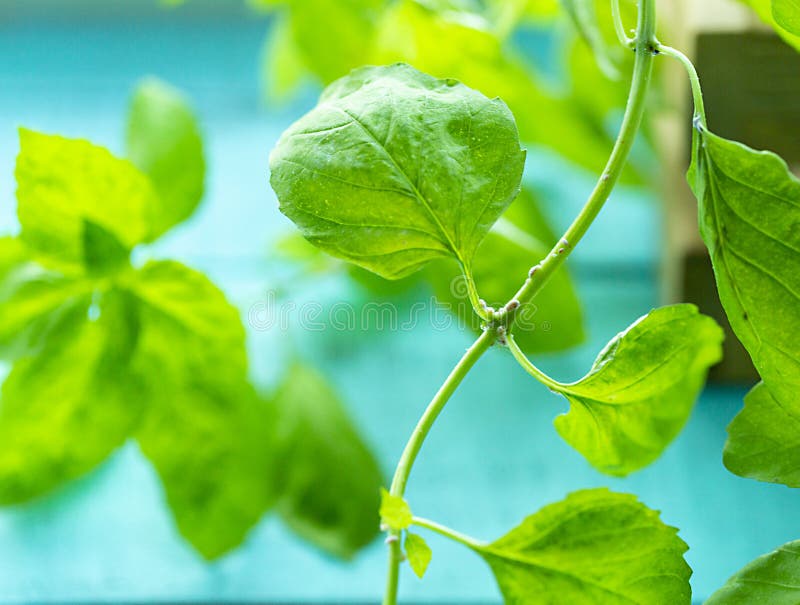 The Disease of Flowers. Basil Affected by Flower Disease on the Leaves