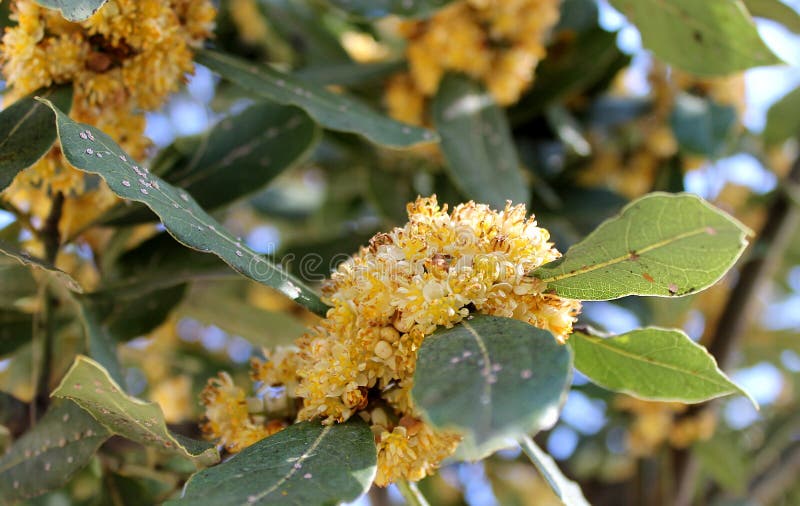 Disease on Leaves of Laurel Stock Image Image of spring, chemistry