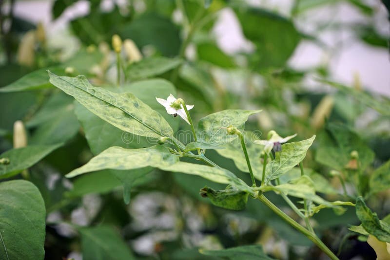 Disease Symptom of Chili from Virus, Yellowish and Mosaic Stock Photo