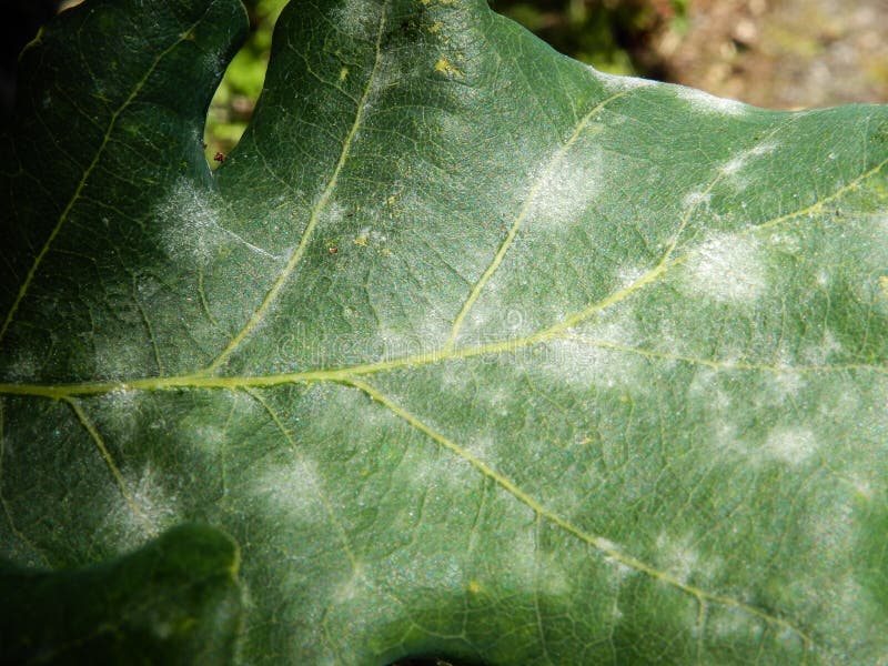 Downy mildew on bedding impatiens - Hoosier Gardener Вредители растений, Тенелюб