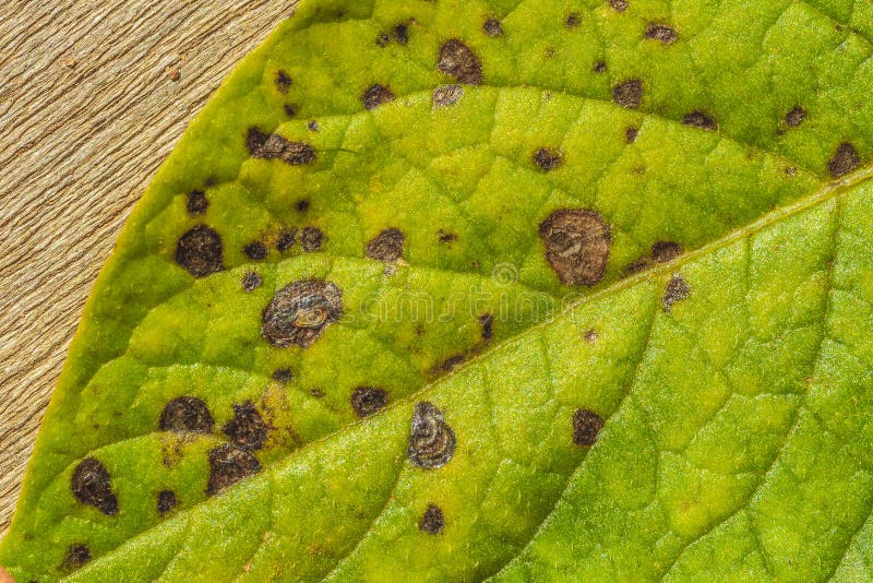 Diseased potato leaf stock image. Image of lose, mycology 148379385