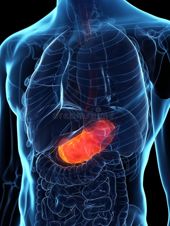 Stomach stock illustration. Illustration of cancer, digestion - 2008228