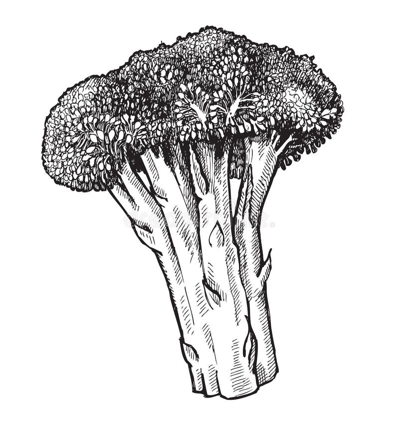Disegnato a mano dei broccoli