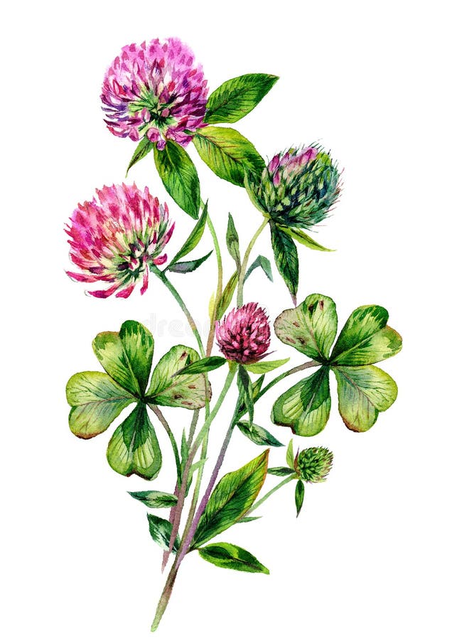 Disegno a bouquet di trifoglio rosso acquatico illustrazione di stock
