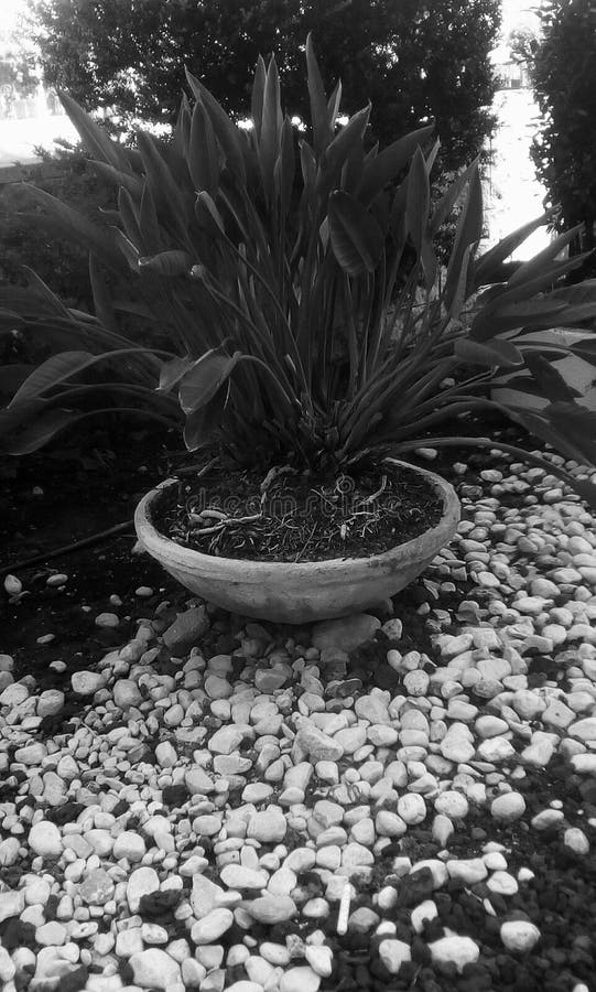 Disegno del giardino immagine stock