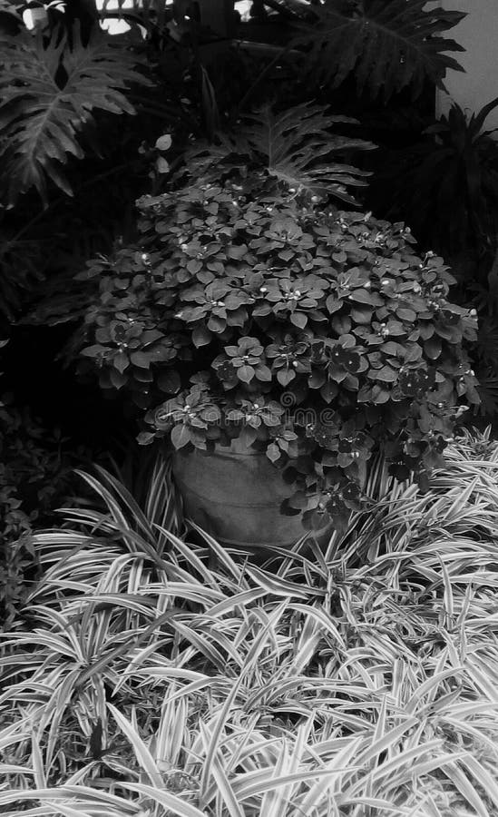 Disegno del giardino fotografia stock