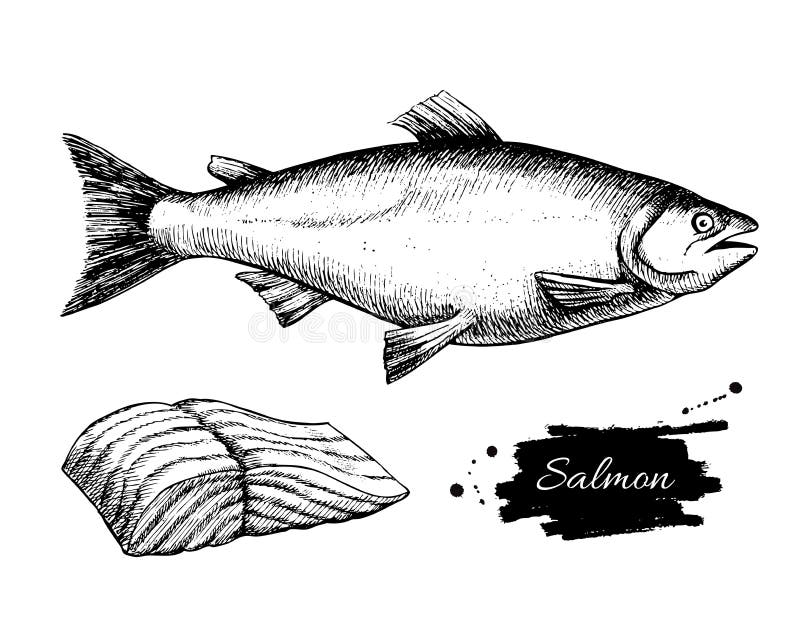 Disegno di color salmone d'annata di vettore Ill monocromatico disegnato a mano dei frutti di mare royalty illustrazione gratis Disegno di color salmone d'annata di vettore Ill monocromatico disegnato a mano dei frutti di mare royalty illustrazione gratis