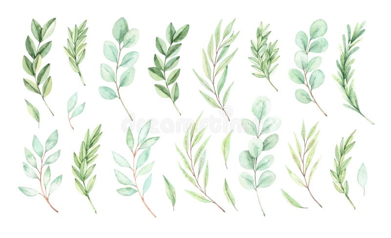 Disegno a mano. elementi di molla di vettoriale di tipo botanico, foglie di foglie di eucalipto. verde. floreale illustrazione di stock